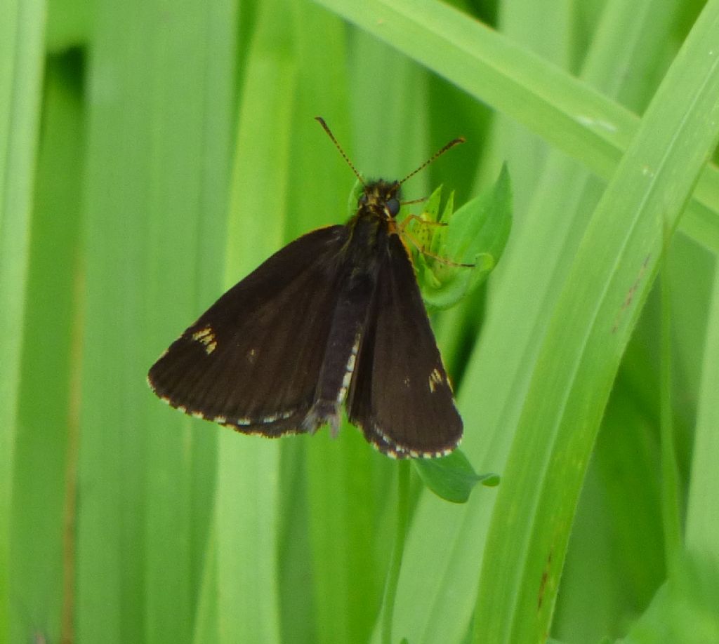 Heteropterus morpheus